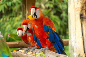 Ako sa nestať papagájom a neučiť sa od žiab lietať?